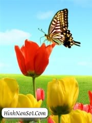 Hình nền bướm và hoa