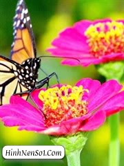 Hình nền bướm và hoa